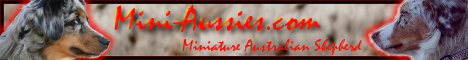 www.Mini-Aussies.com | Banner