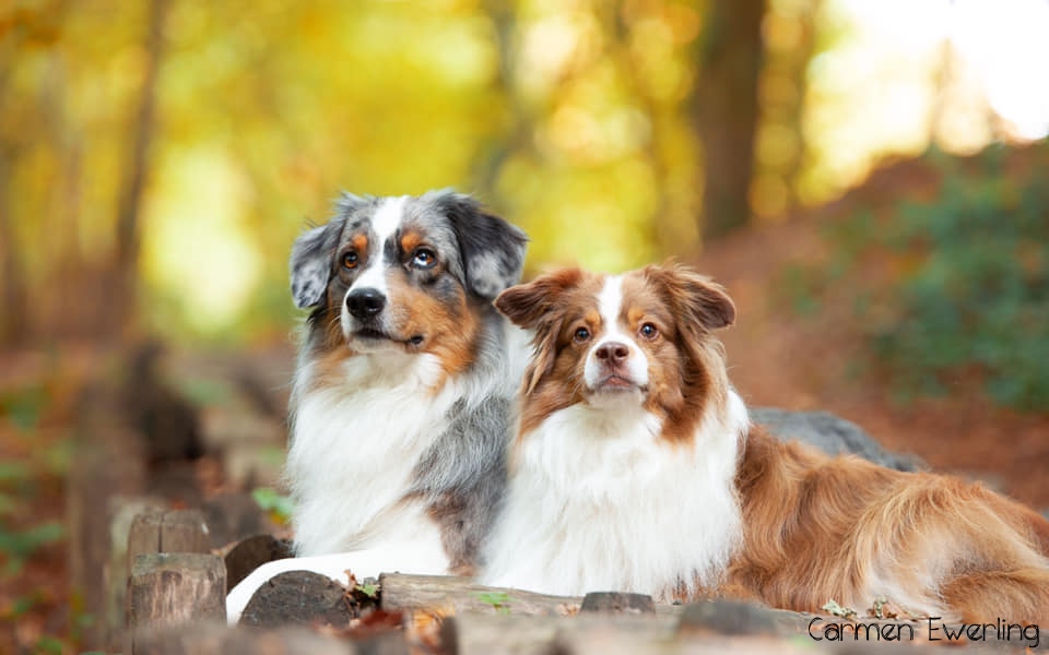 88+ Australian Shepherd Breeding